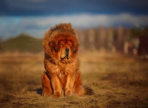 Tibetan Mastiff fluffiest dog breeds