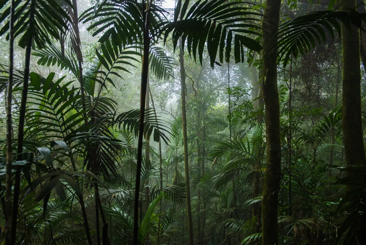 tropical trees in a green rainforest, crazy facts