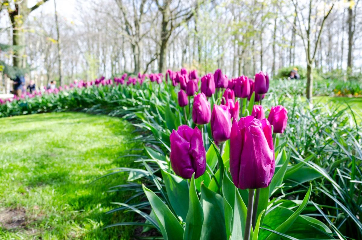 Pink tulips in botanical garden