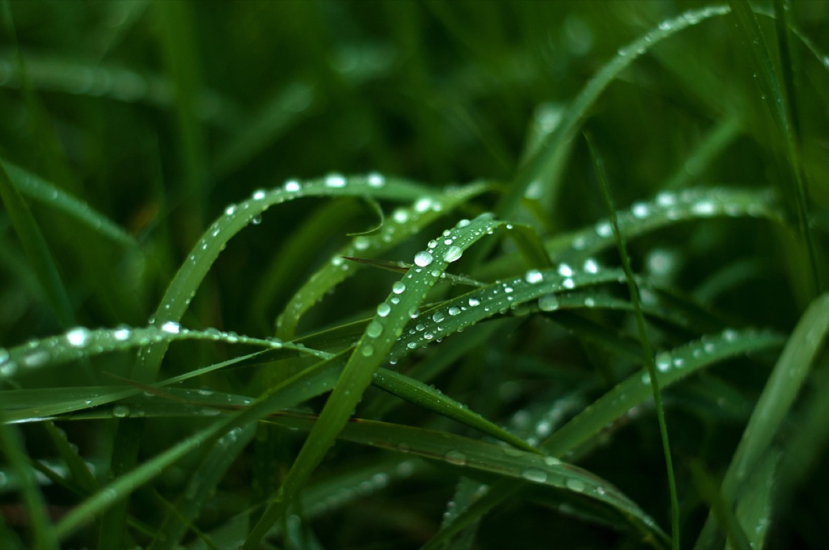 raindrops destroying your lawn