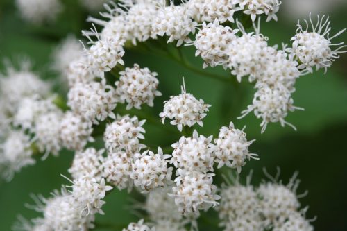 White Snakeroot Flower plants that can kill