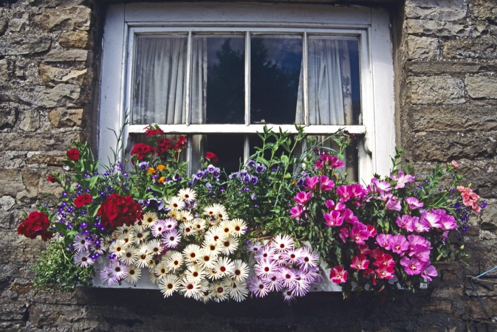 Flowers in a window box