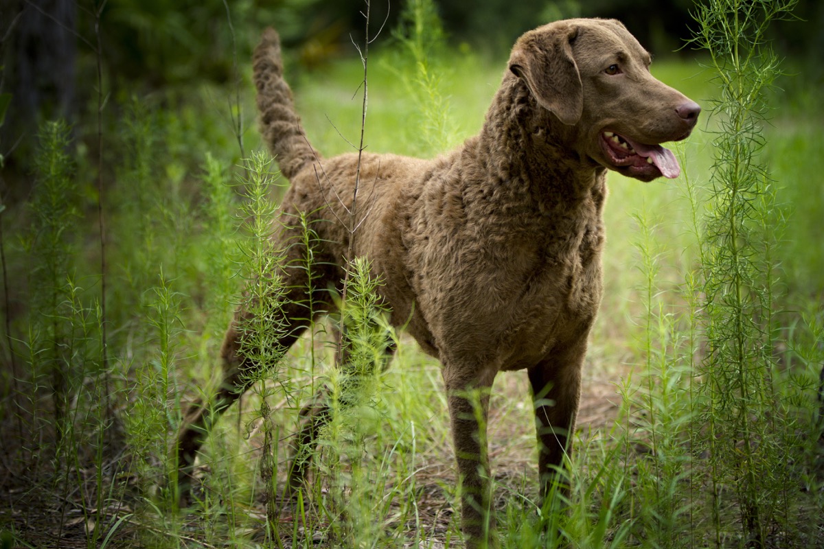 Chesapeake Bay Retriever dog standing in grass, top dog breeds