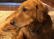 dog named Hank saves family from house fire