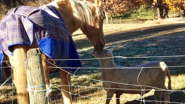 sam neill posts touching video of the friendship between his horse and ram.