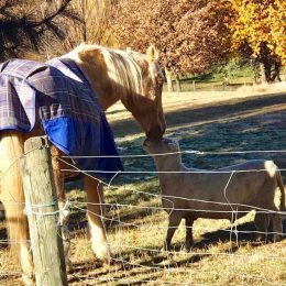 sam neill posts touching video of the friendship between his horse and ram.