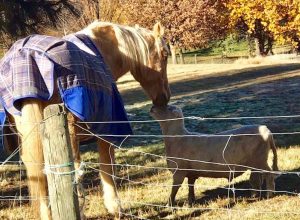 sam neill posts touching video of the friendship between his horse and ram.