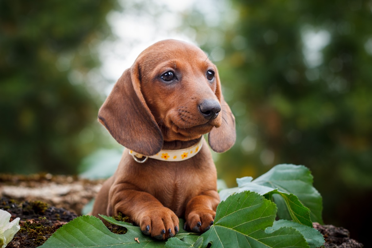 dachshund puppy, top dog breeds