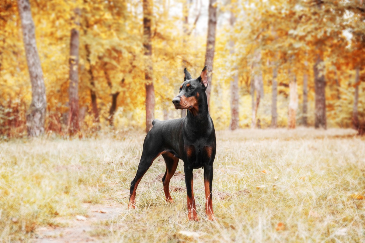 Doberman Pinscher standing in a field of autumn trees, top dog breeds