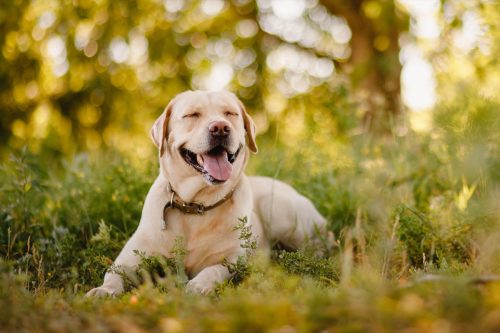 Labrador Retriever întins în iarbă zâmbind, cea mai bună rasă de câini