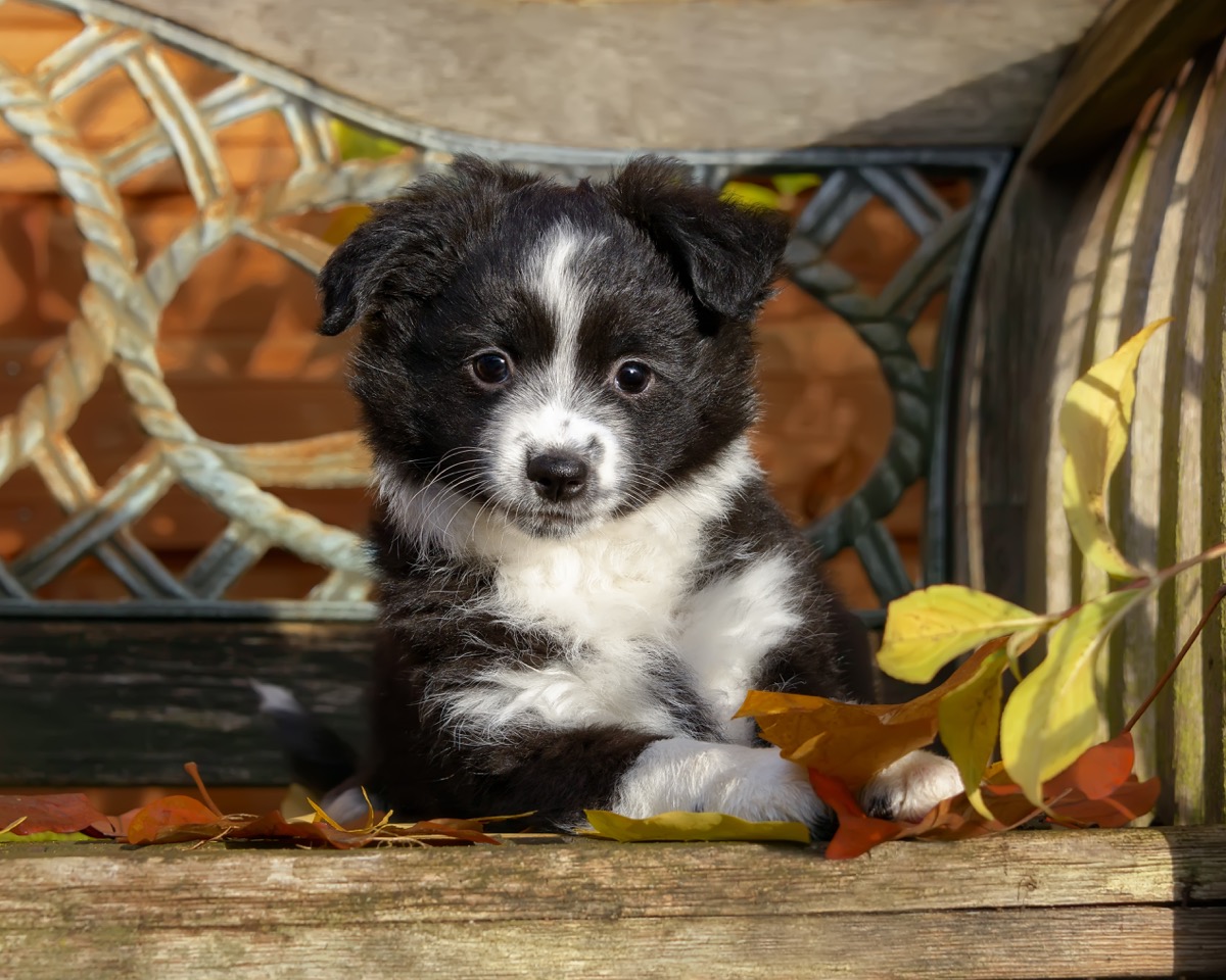 miniature american shepherd dog, top dog breeds