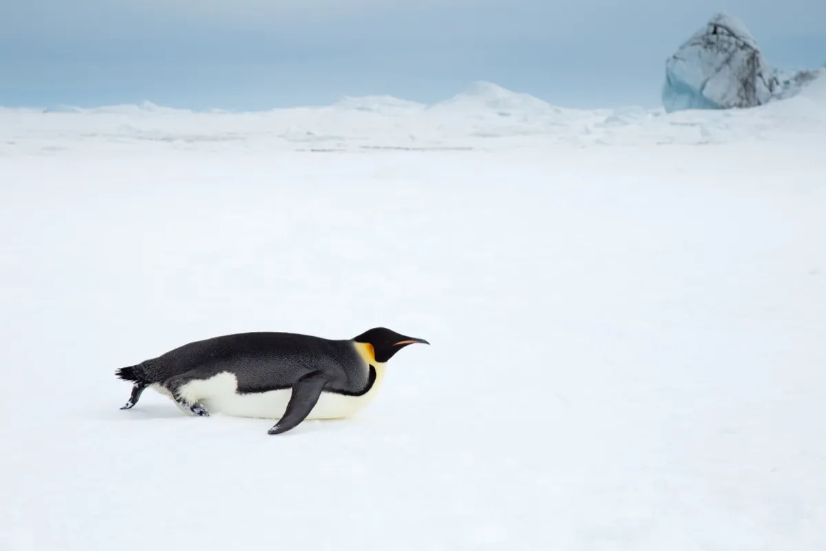 Photo of penguin sliding on belly on snow