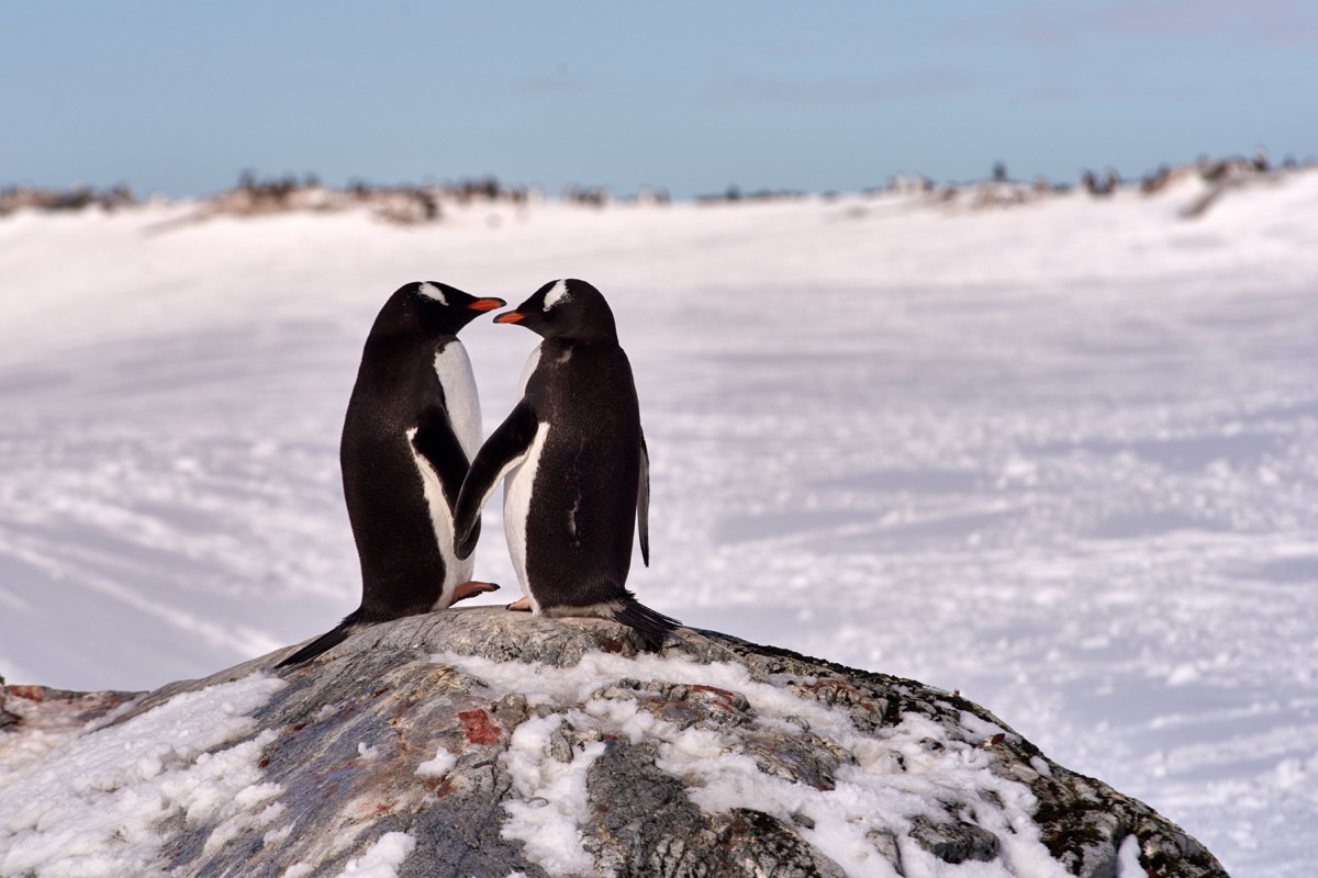 Photo of penguins hold hands on rock overlooking snow