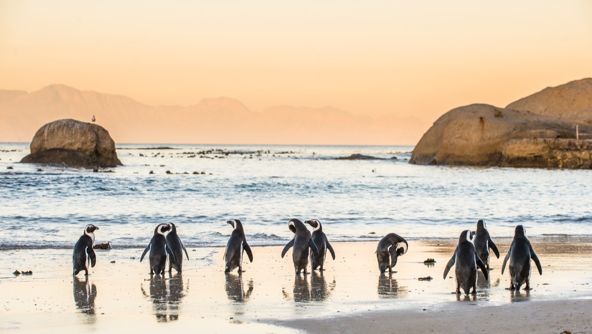 Photo of penguins wandering shore of beach with rocks in ocean behind them