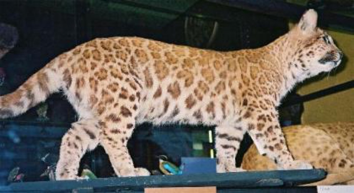 puma leopard hybrid