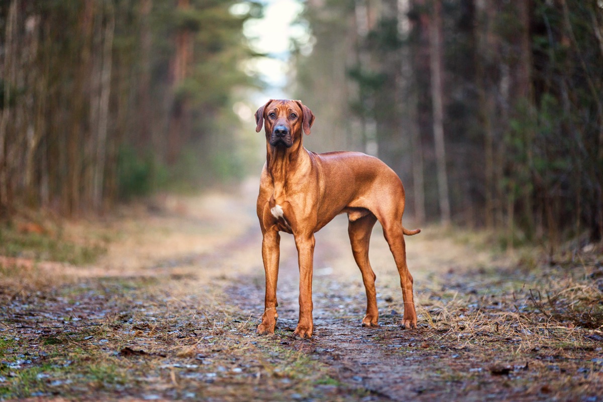 Rhodesian Ridgeback in the middle of the woods, top dog breeds