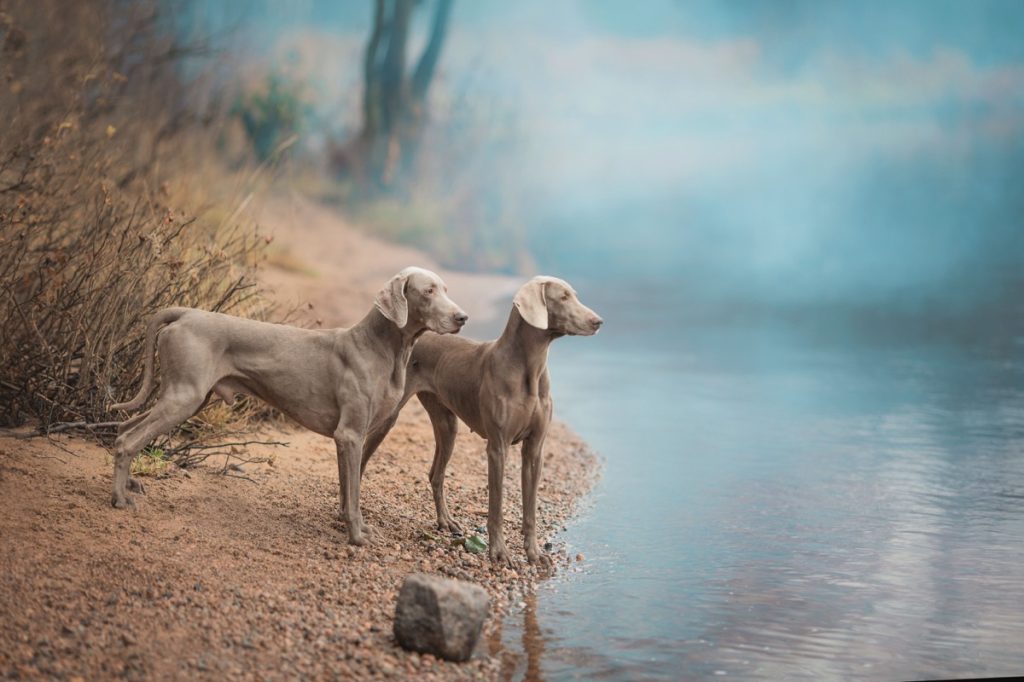 Dos perros Weimaraner parados junto a un lago, las mejores razas de perros