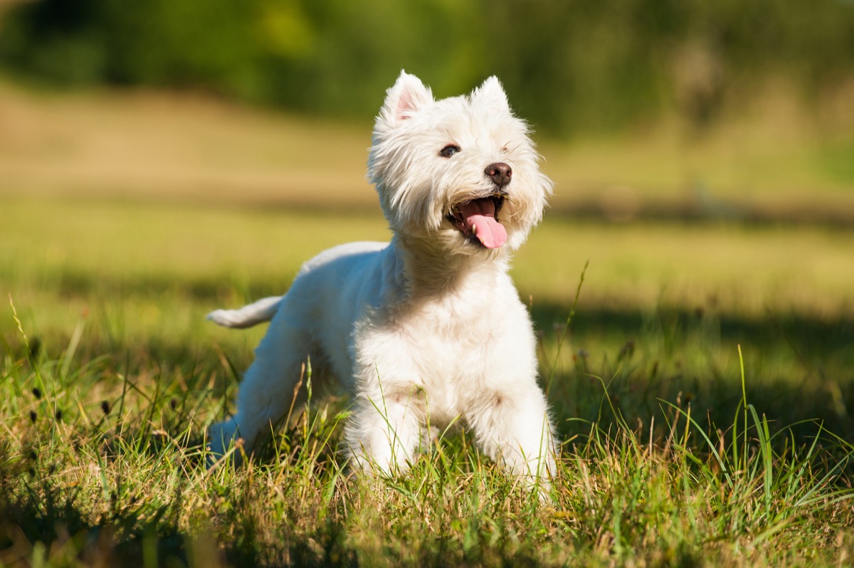West Highland White Terrier in the grass, top dog breeds