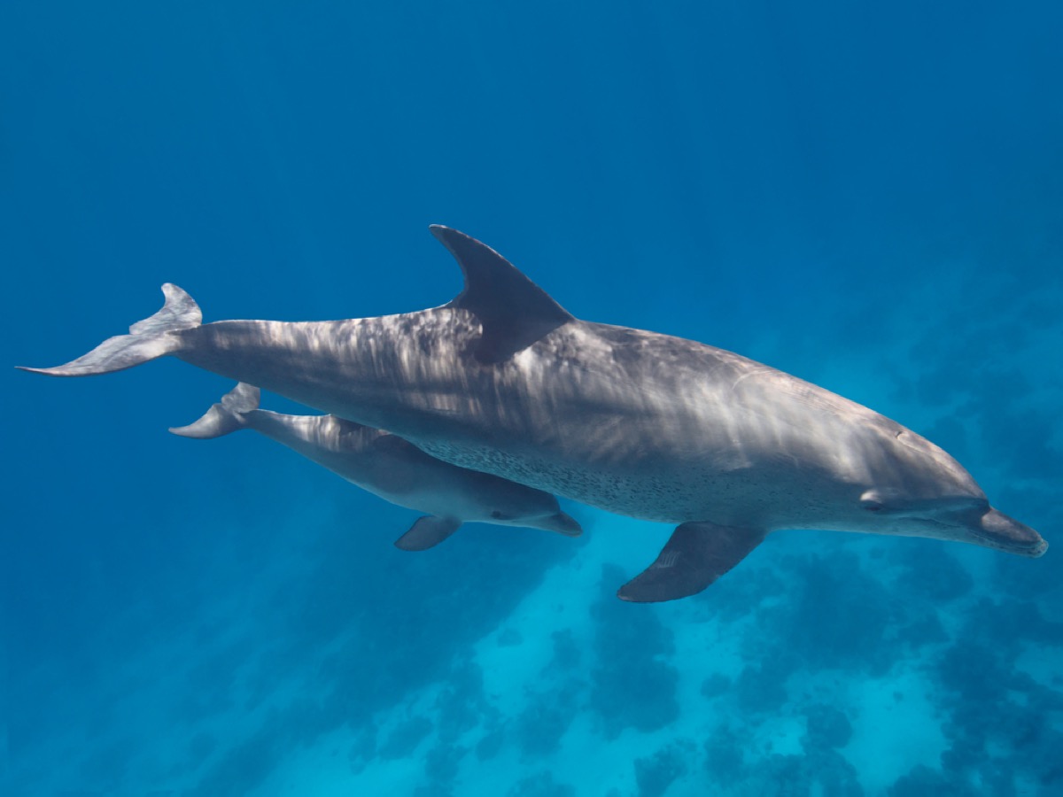 mother dolphin and calf amazing dolphin photos