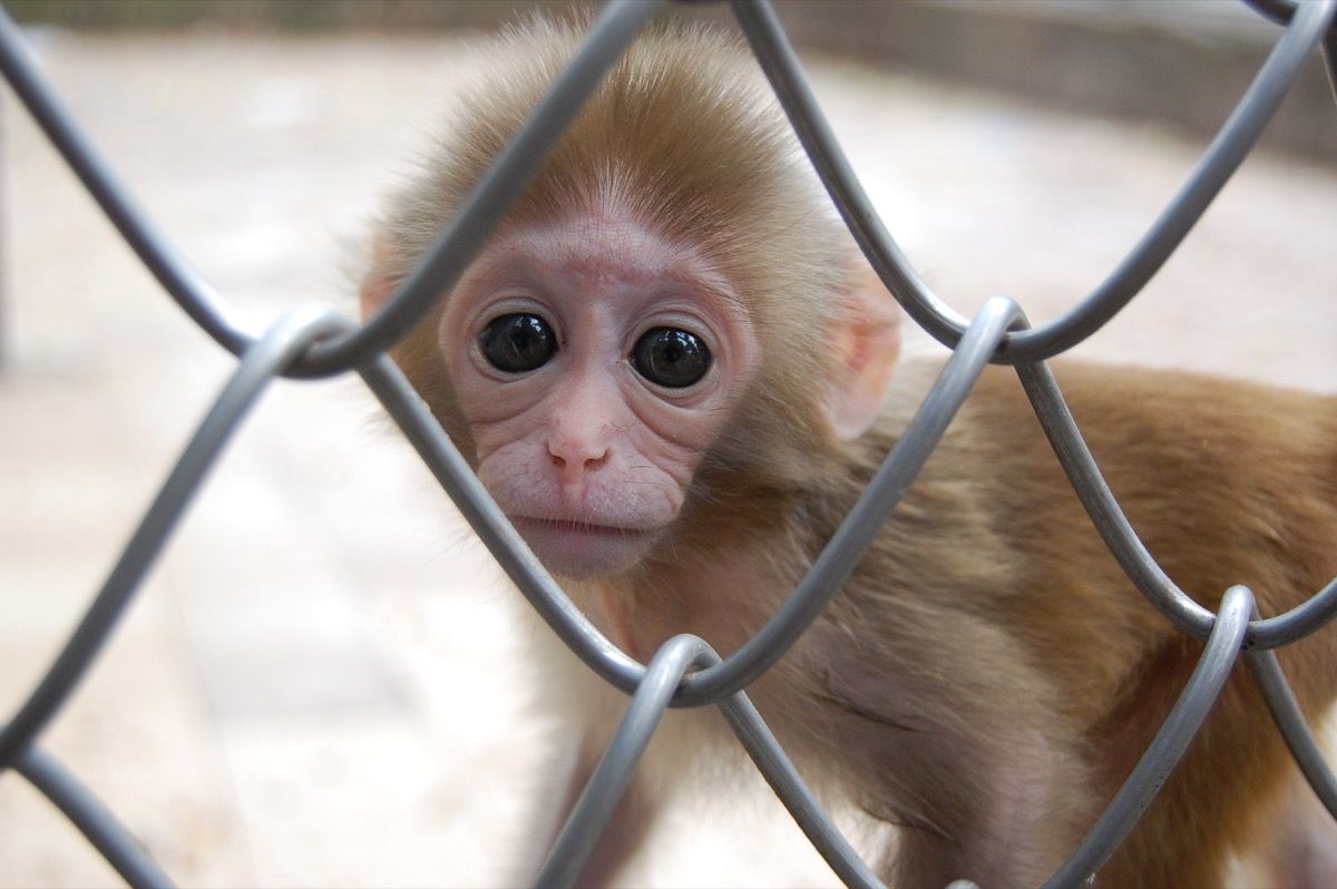 30 Super Adorable Baby Photos of Super Dangerous Animals — Best Life