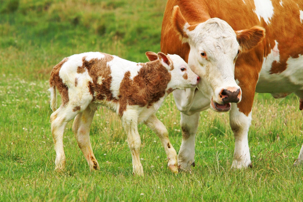 newborn calf playing around with mother cow, dangerous baby animals