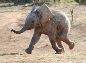 baby african elephant running to waterhole, elephant jokes
