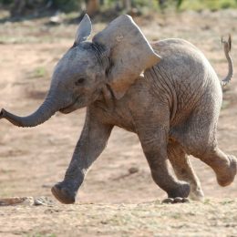 baby african elephant running to waterhole, elephant jokes