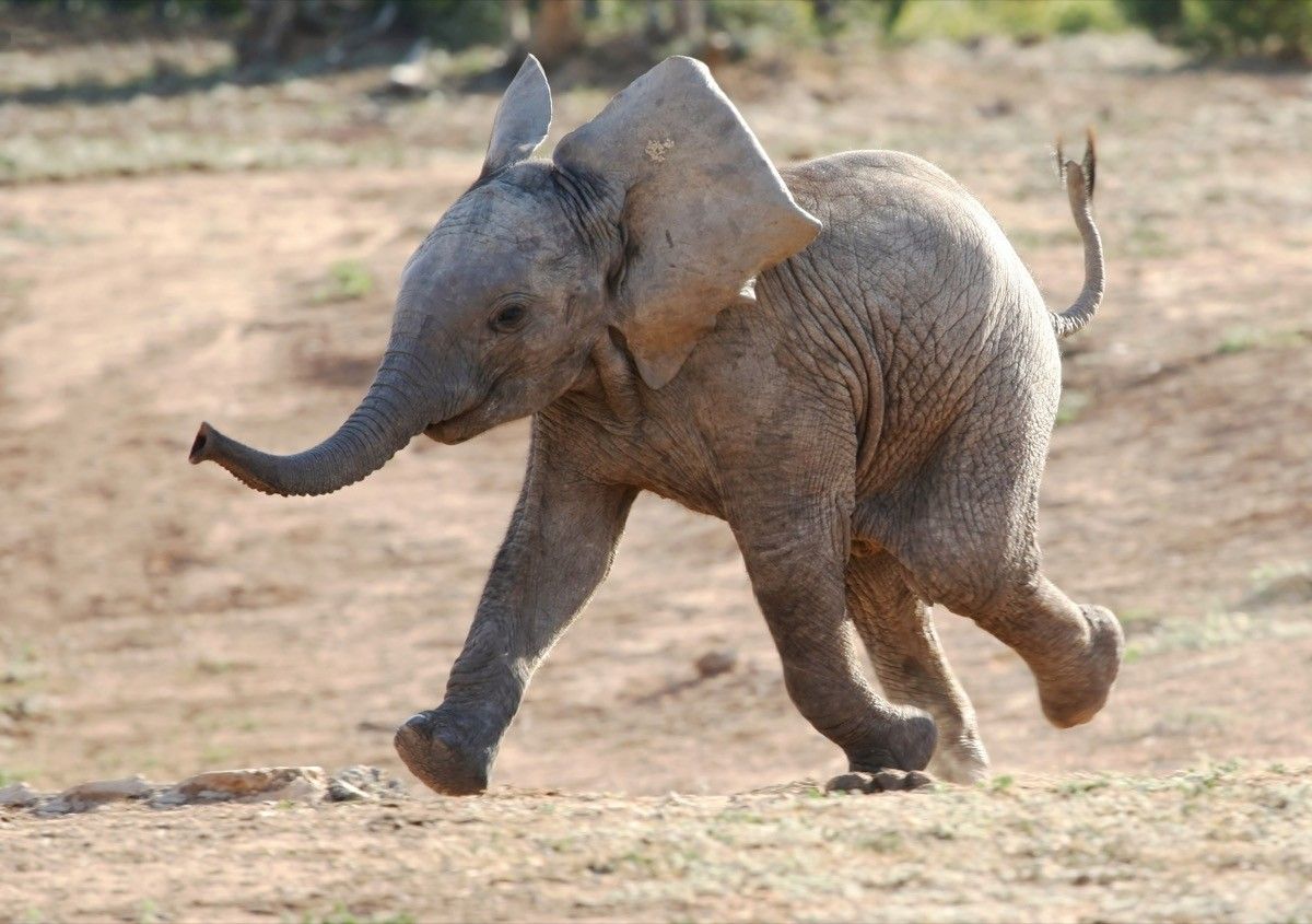 20 Elephant Jokes So Funny You'll Laugh Your Trunks Off — Best Life