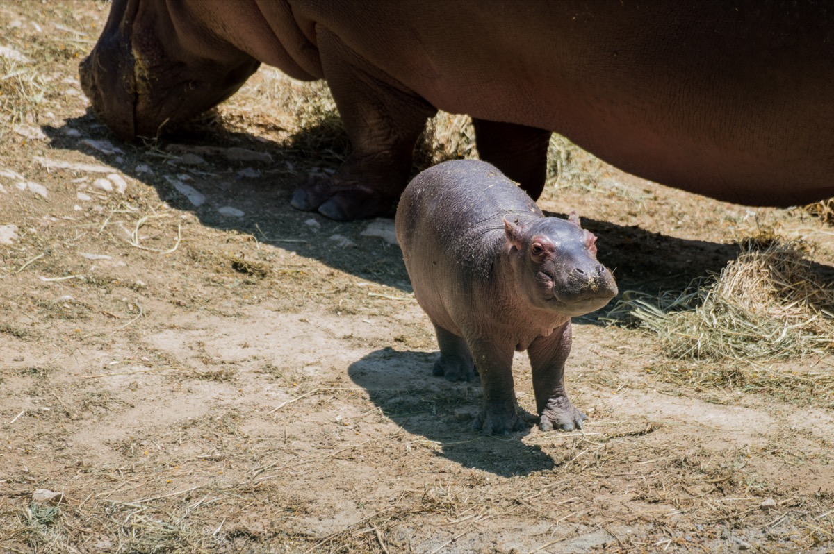 baby hippo next to his hippo mom, dangerous baby animals