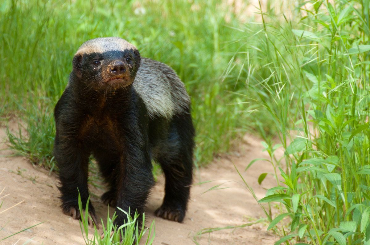 30 Super Adorable Baby Photos of Super Dangerous Animals — Best Life