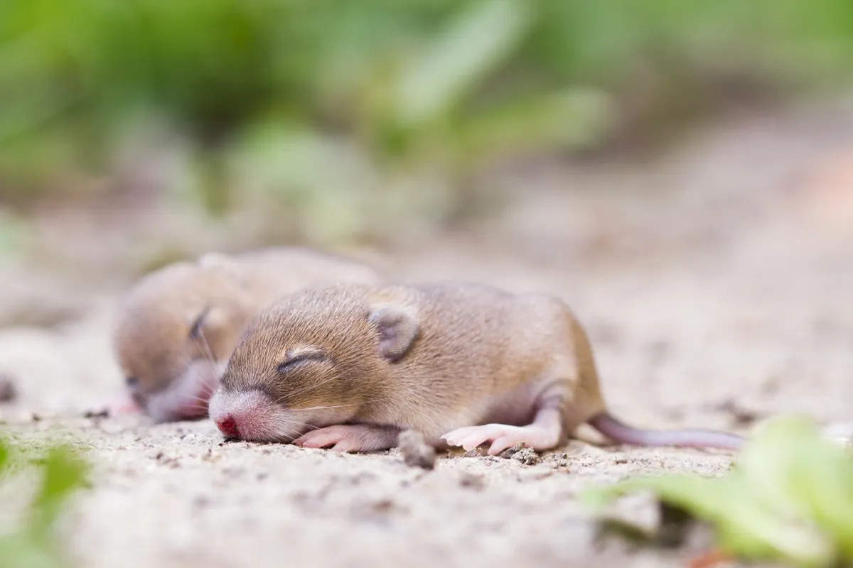two baby mice sleeping, dangerous baby animals
