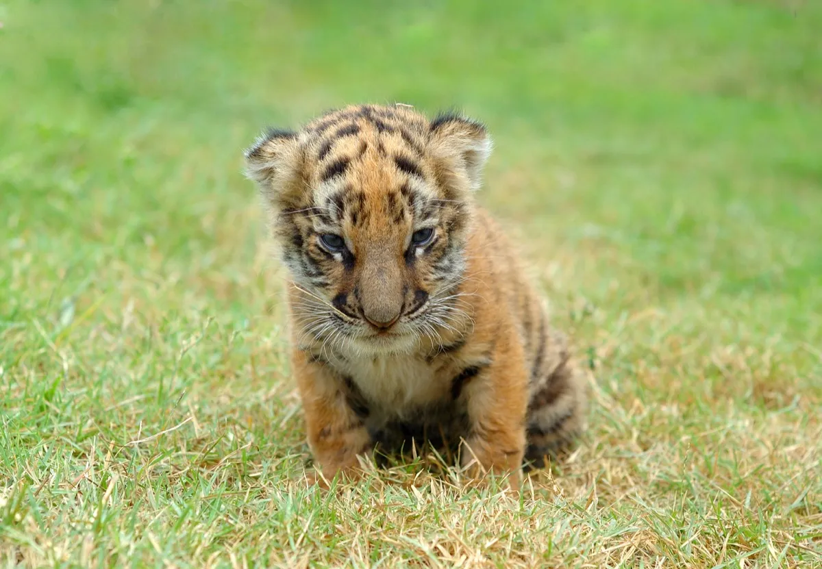 baby tiger in the grass, dangerous baby animals