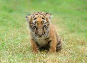 baby tiger in the grass, dangerous baby animals
