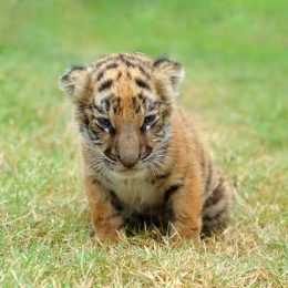 baby tiger in the grass, dangerous baby animals