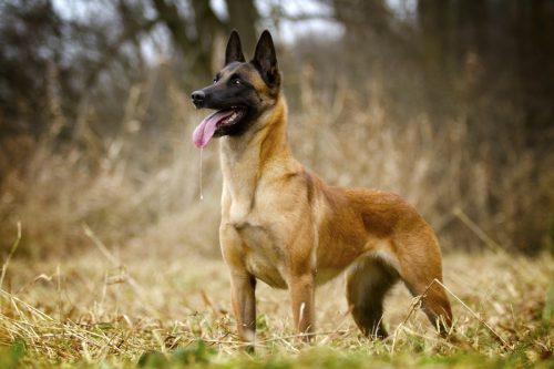belgian malinois dog standing in the field