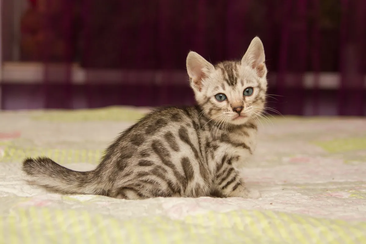 Funny silver bengal kitten - Image
