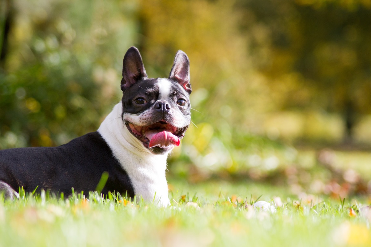 boston terrier dog standing out in the flower field, top dog breeds