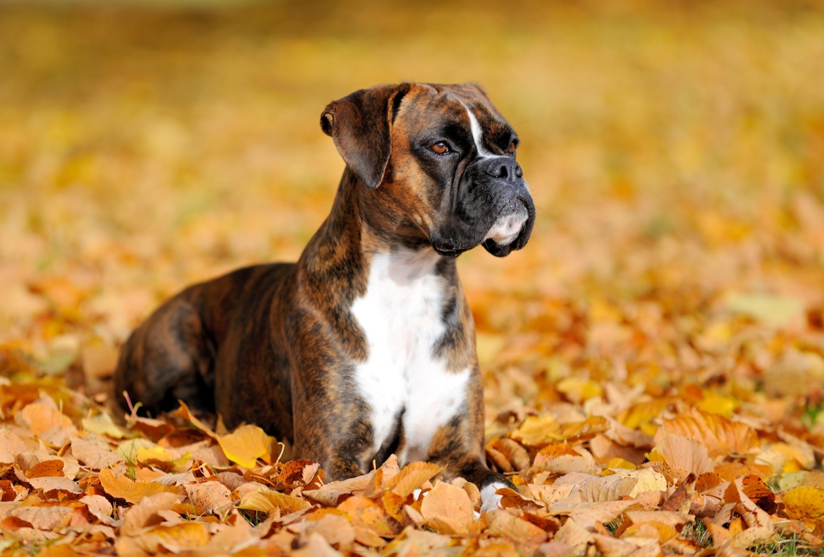 boxer dog in leaves, top dog breeds