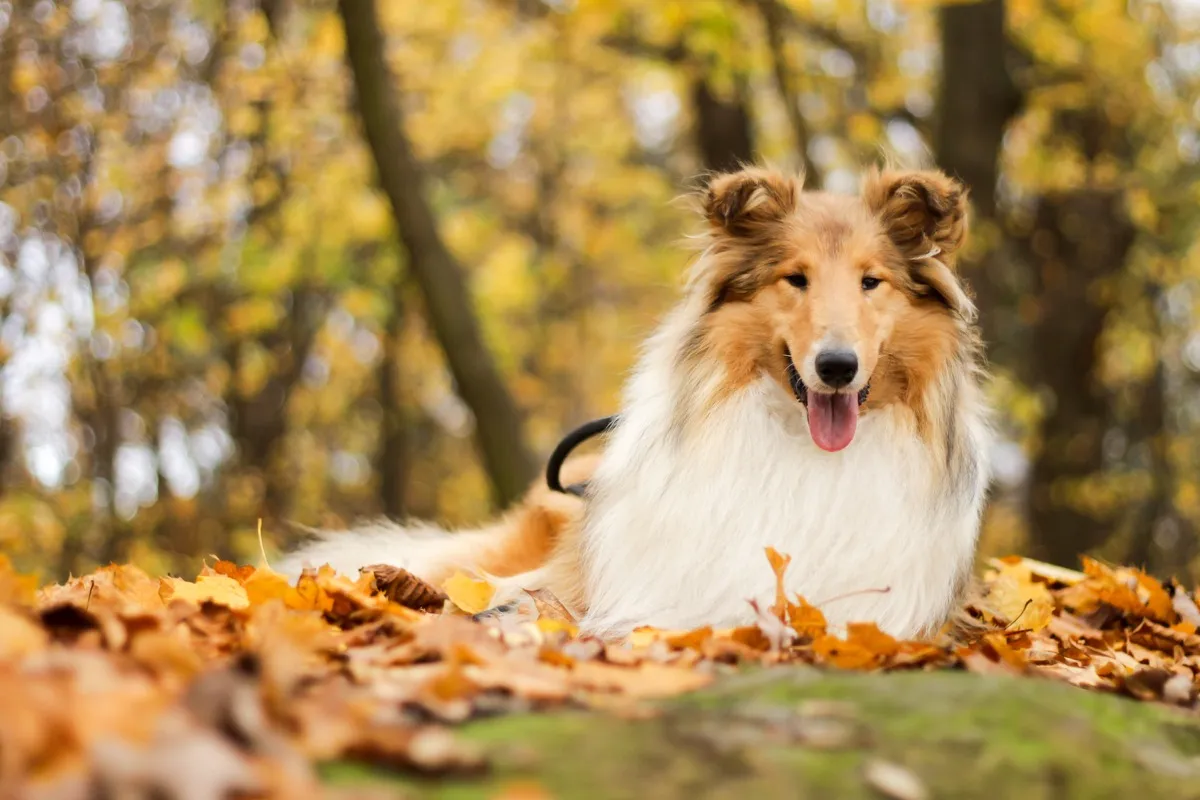 collie in the leaves, top dog breeds