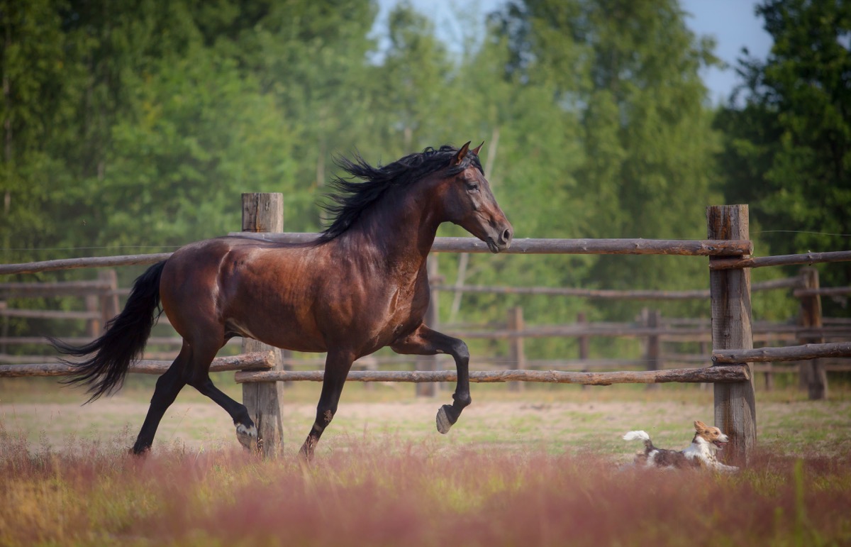 dog and a horse running through a field together