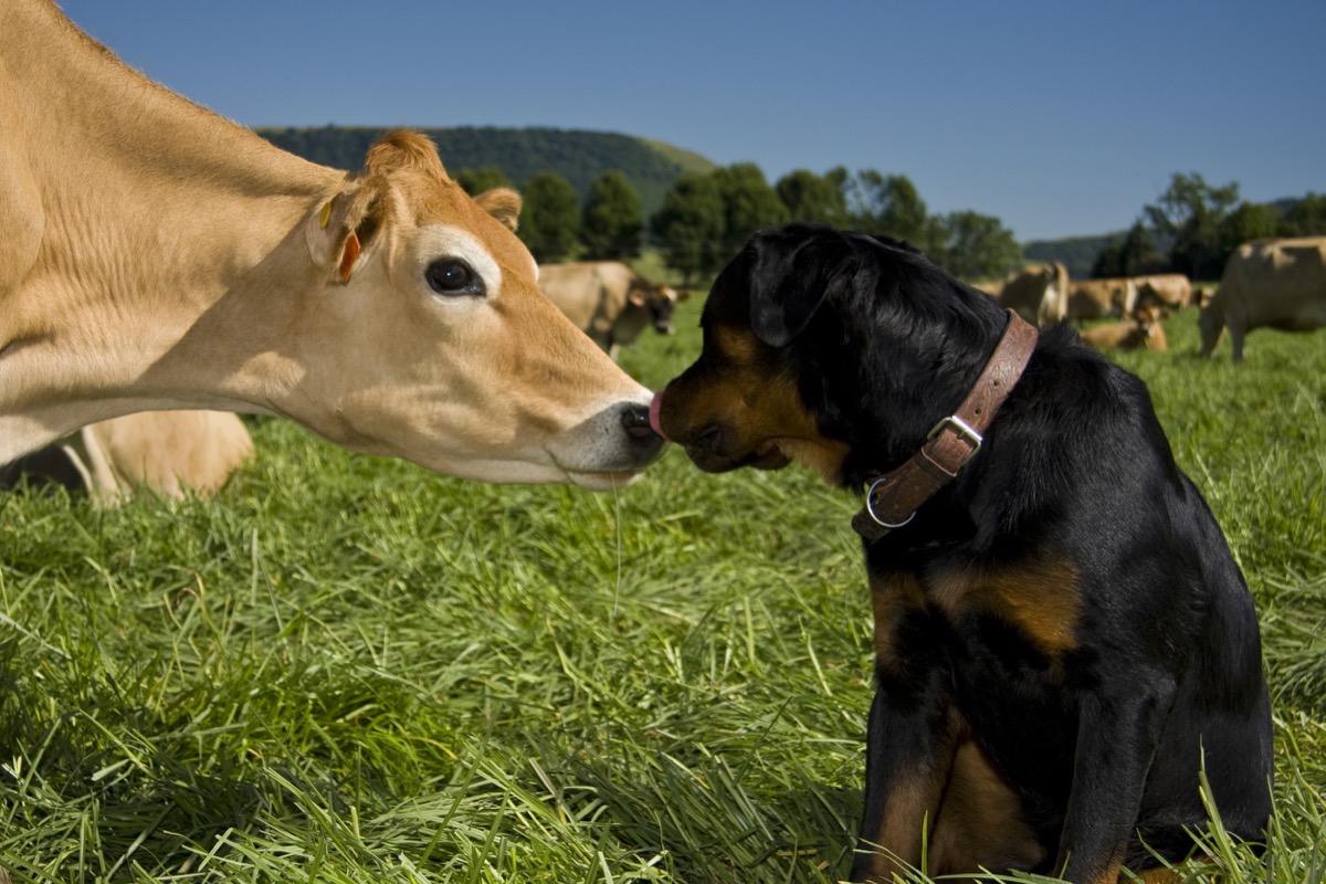 dog licking a cow