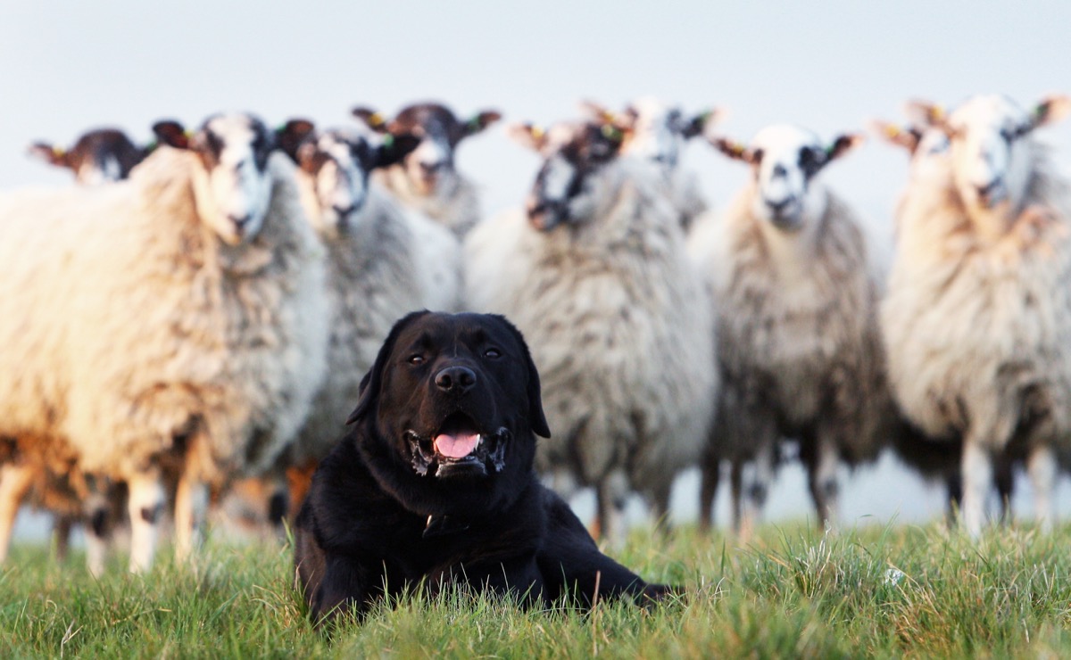 dog with a pack of sheep behind it