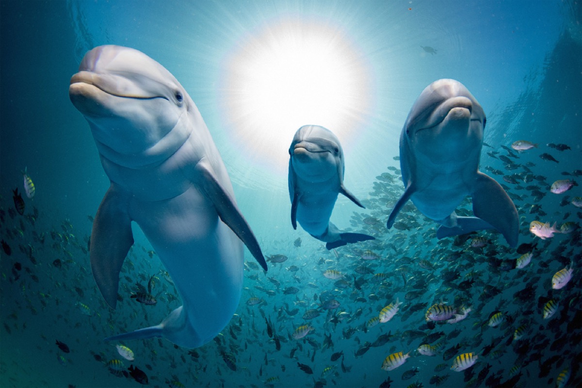 dolphins swimming through school of fish amazing dolphin photos