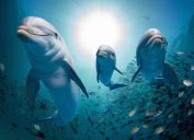 dolphins swimming through school of fish amazing dolphin photos