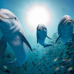 dolphins swimming through school of fish amazing dolphin photos