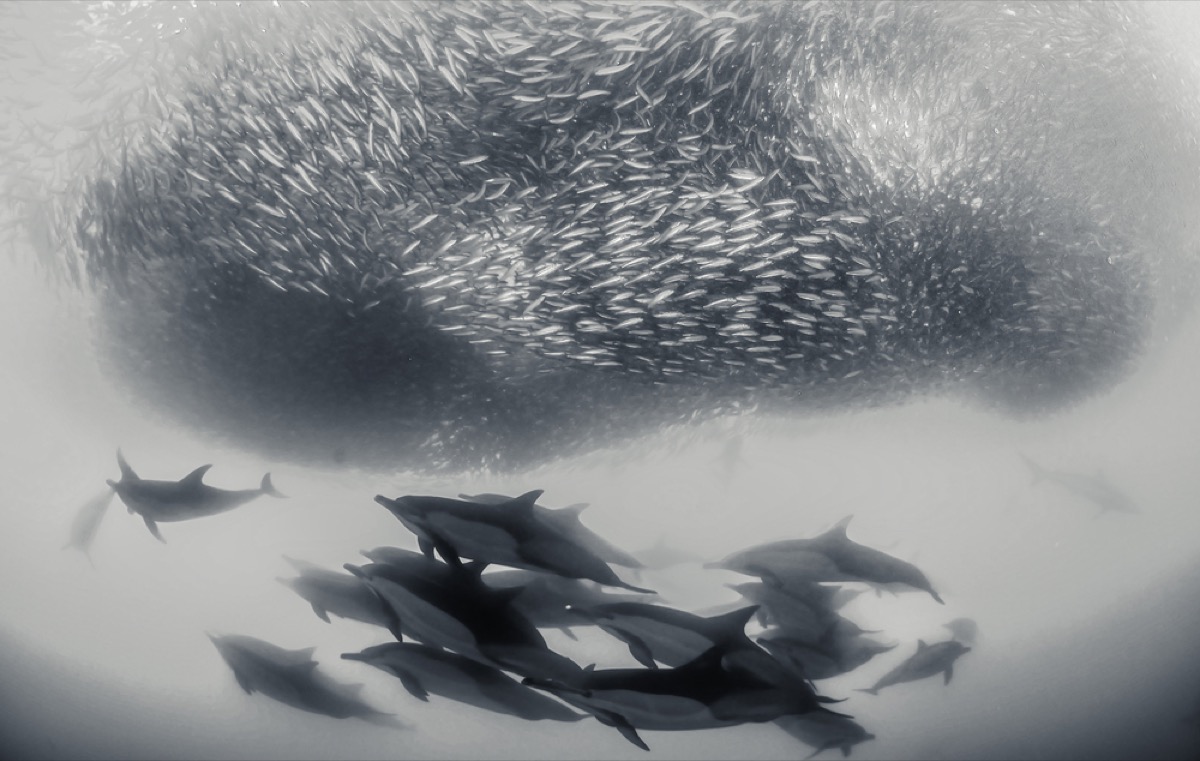 dolphins herding sardines amazing dolphin photos