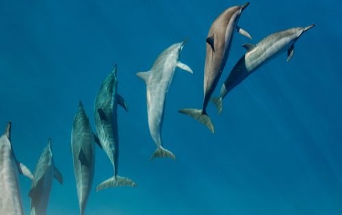 dolphins swimming in pack amazing dolphin photos