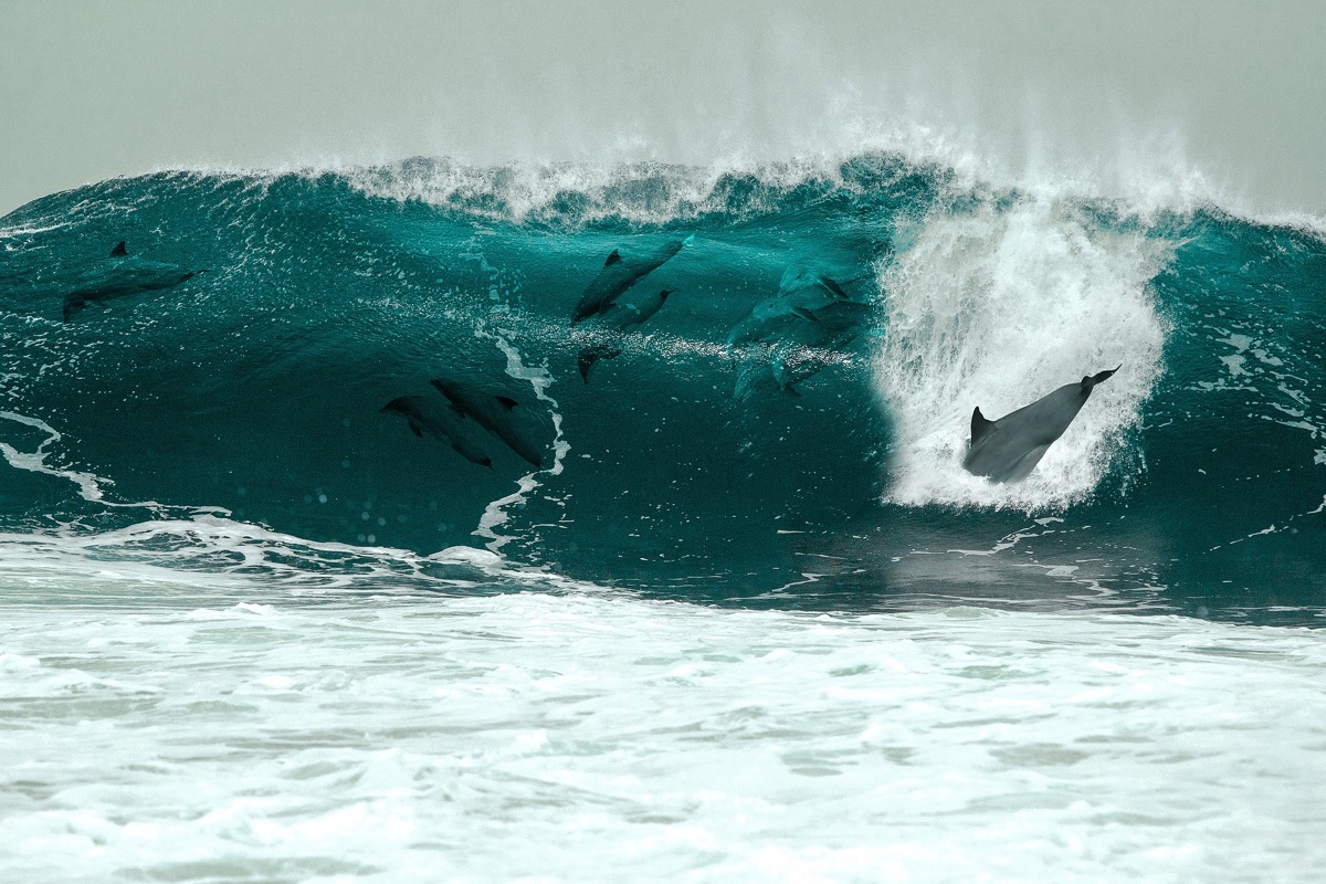 dolphins in wave amazing dolphin photos