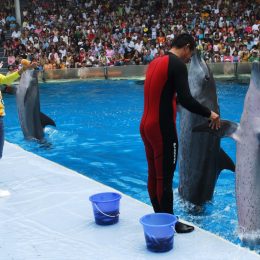 dolphins dancing at a show in bangkok, 2008