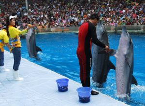 dolphins dancing at a show in bangkok, 2008
